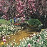 Spring Fever