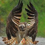 El Pajaro 2013 Rmx