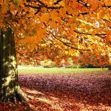 Autumnal Beats