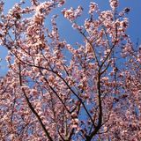 The Kiss Of Spring