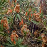 Exotic Trip