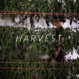 Harvest Mix