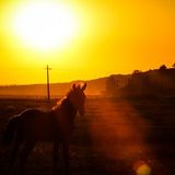 Alexandru Sima - Joy under the Sun