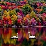Ben B. - Goldener Herbst