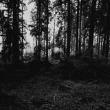 Misty Moor Mix