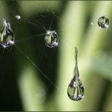 Raindrops