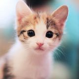 Die kitten Tape 3