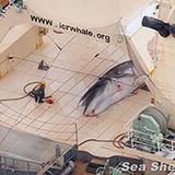 'For the Minke Whales killed by Japan 2014 - Für die Minke Wale, 2014 getötet von Japan'