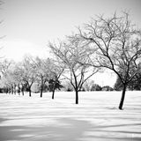Northern Affair