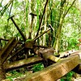 Jungle Rollercoaster
