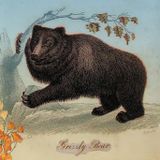 The Bears Elecnofi Bassgaze Mix