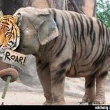 Timothy D. Present: ZooParty Show Ep#2