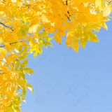 BLUE SKY AUTUMN '15