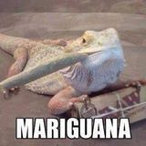 420 blaze it