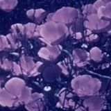 Smelling winter flowers | Live 90min | DJ Deep Meditation on decks