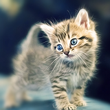 Die Kitten Tape 17