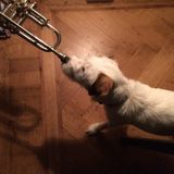 Mo'Jazz 117 : Belgium's Got (Jazz) Talent!
