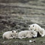 Wolfish