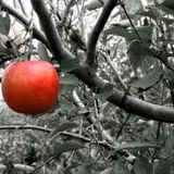 Temptation Mix