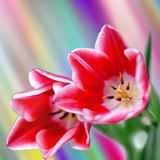 Spring - Mixed By Bearing (March-2015)