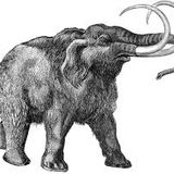 Melbourne Mammoth Cmck(Bootleg)