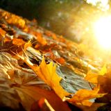 Kjk - Chant d'automne Sept 2014