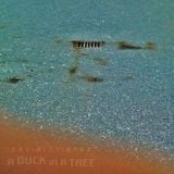 A Duck in a Tree 2015-04-18 | Inner Outer
