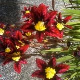 A Prelude to Spring