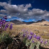 "DESERT BLOSSOMS"