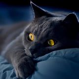 444_hangOver_#95 - DSH