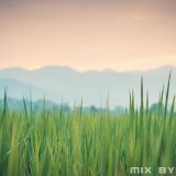 Emaus - The Greener Grass