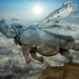 Rhinoceros