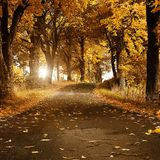 Im Herbst fallen die Blätter tanzend.