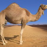 Effed Up Camel