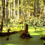 Swamp Mix