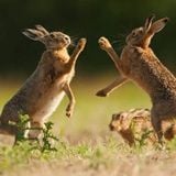 The March Hare mix