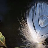 A Flake In A Farewell 20.08.2014