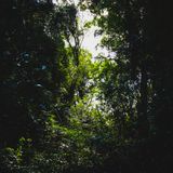 Derek Piotr mix for Forestpunk