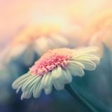 WinterCast#9: Where To Grow My Flower
