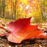 Autumn Groove