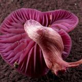 'Not mushroom inside....' done with love by Darius x live from the Gruvshed October 2013