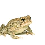 My Toad Can Levitate Mix - Live at Wonder Bar 2.17.16