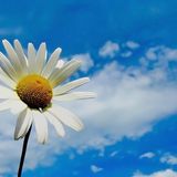 Marguerite