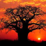Imbondeiro: Raízes na Terra, Raízes P'ró Céu (Edição 01)