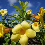 okinawan mix2
