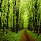 RDJ's Forest Fancies November 2012