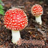 AGR 6.5: Mushroom Music