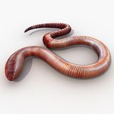 Pensées or The Life of a Smart Worm