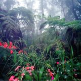 SAVE THE RAINFOREST