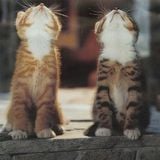 MEOW MEOW
